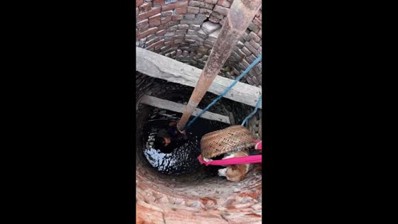 Dog rescued from a well in Uttar Pradesh, India
