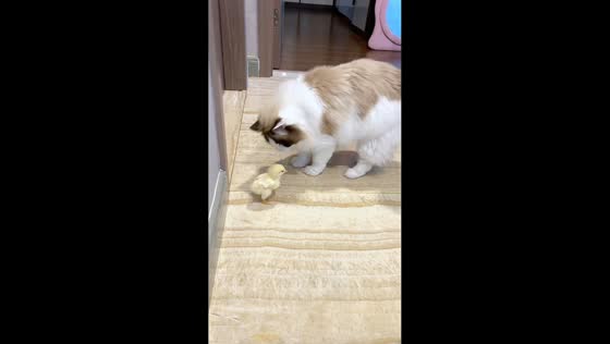 Ragdoll cat plays gently with chick in Shaanxi, China