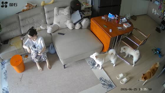 Playful dogs send coffee flying in Guangdong, China