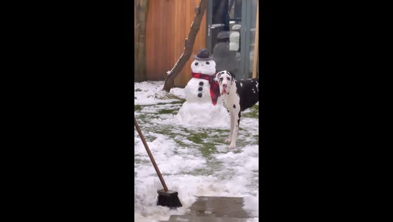 Dog's hilarious heist: snowman's carrot nose stolen in Bedford winter scene