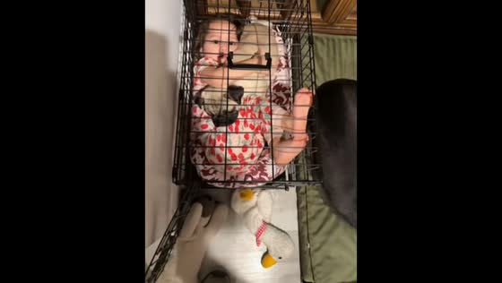 Child shares a sweet bonding moment with the family’s new pug in Wisconsin, USA