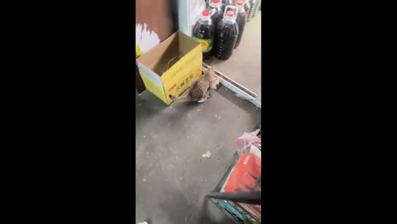 Adult cat stops kitten from leaving in Xinjiang, China
