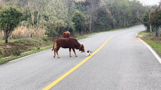 Cow playfully chases cat in the middle of the road in Hubei, China