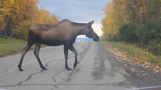 Moose crosses road in Anchorage, Alaska