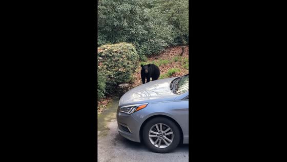 Bear encounter: dual black bears roam Highlands, NC compound