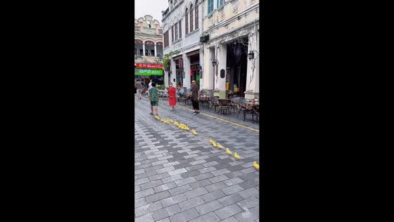 Duck parade on the streets with their dad in Hainan, China