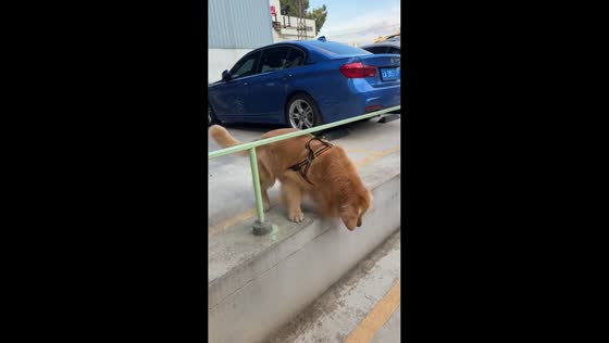 Dog hesitates to jump down in parking lot in Yunnan, China