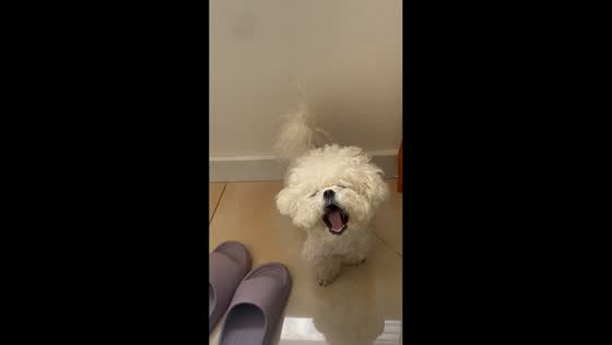 Dog "dances" along to owner's singing in Heilongjiang, China