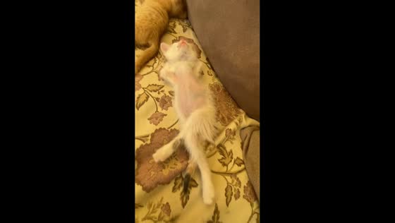 Kitten sleeps in unusual position on couch in Crimea, Ukraine