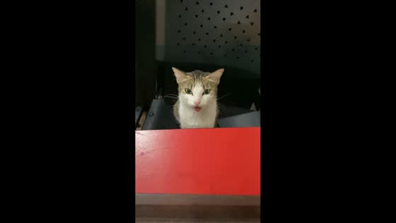 Double date with cats in Banjarsari, Indonesia