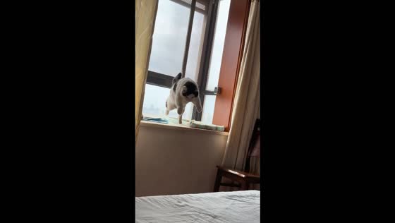 Cat misses the bed during a jump from a windowsill in Wuxi, China
