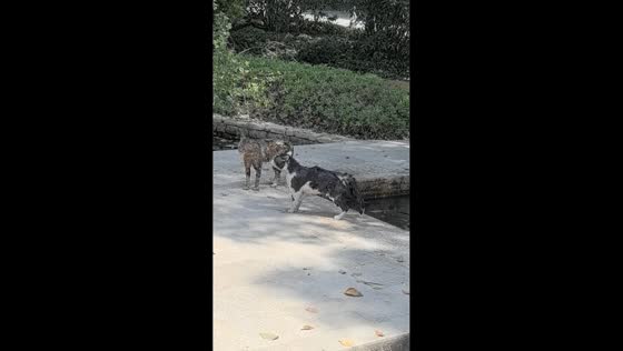 Two fighting cats fall into water and freeze in shock in Guangzhou, China