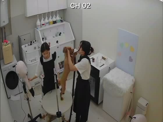 Playful dog grabs groomer’s mask during salon session in Yangjae, Seoul, South Korea