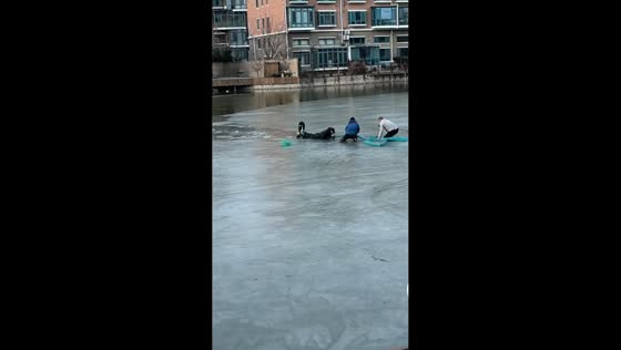 Dog attempts to help stranded person on icy river in Tianjin, China