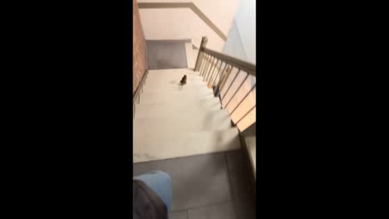 Woman freaks out over rat encounter in New York, USA