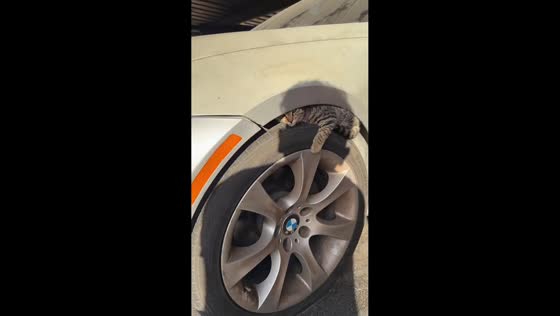 Curious kitten discovered resting on a car tire in Bakersfield, California, USA