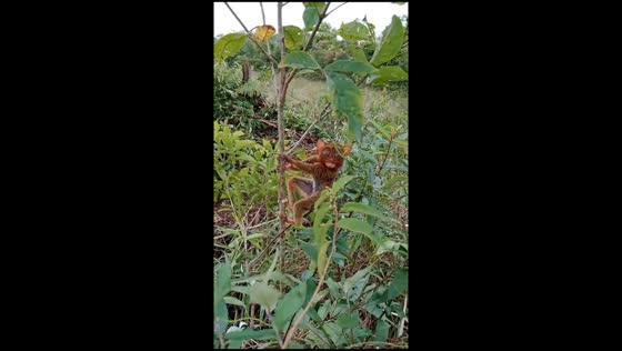 Tarsier spotted in Peradong, West Bangka, Indonesia