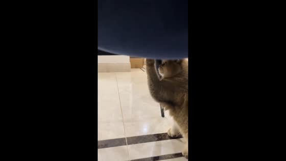 Cat amusingly tries to loosen chair screw in Zhejiang, China
