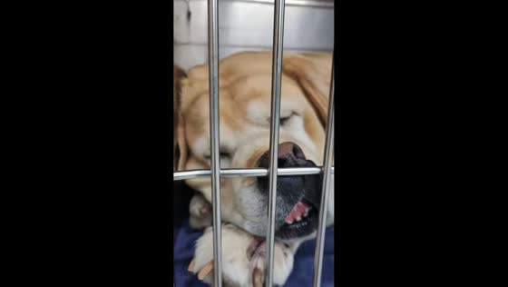 Dog sleeps with face squished between bars in Sichuan, China