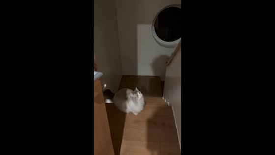 Cat slips and falls from stair handrail in Beijing, China