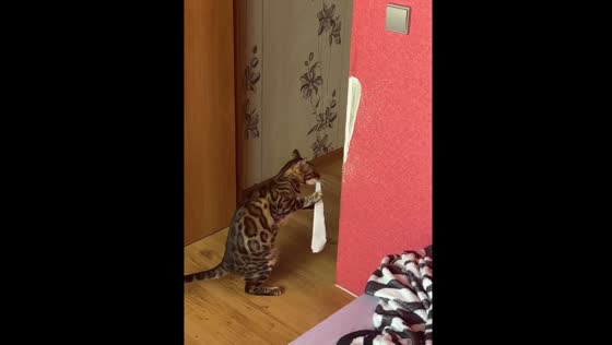 Bengal cat tears down wallpaper at home in Odintsovo, Russia