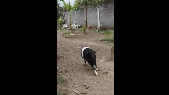 Sheep charges after person recording it in Blitar, Indonesia
