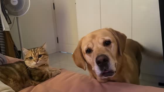 Cat stays composed despite dog’s excitement in Chongqing, China