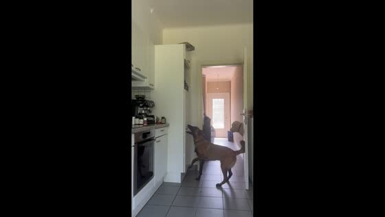 Clever dog opens fridge to retrieve toy in Meise, Belgium