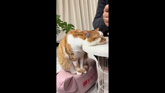 Sleepy tabby cat naps in hilariously awkward position in Jiangsu, China 