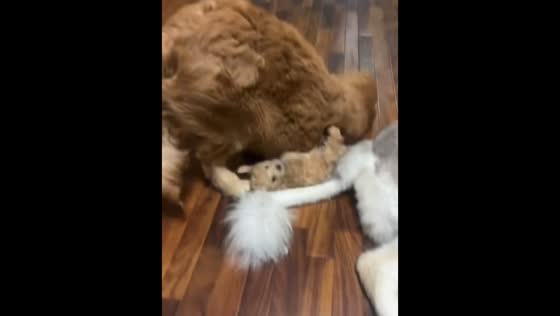Playful golden retriever accidentally falls on puppy in Hunan, China