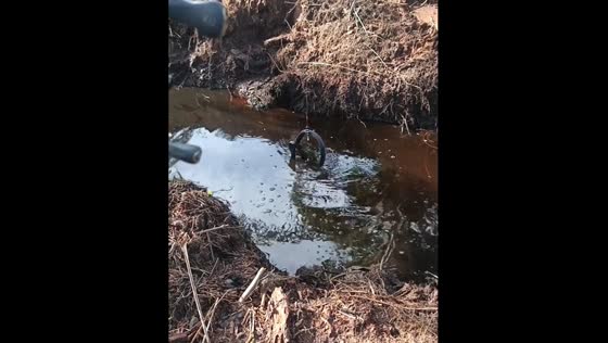 Fisher catches snake while fishing in Miri, Sarawak
