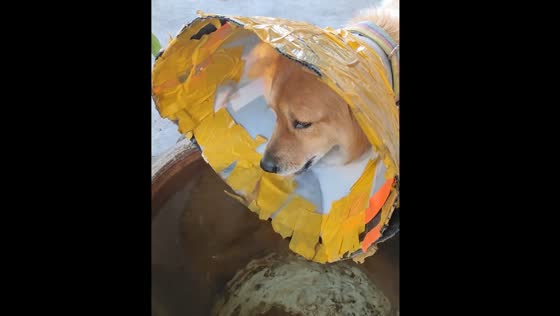 Dog in Thailand uses Elizabethan collar to drink water from a pot