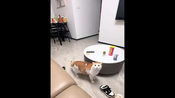 Cat falls short during playful chase with boy in Guangdong, China