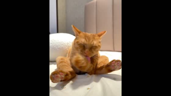 Orange cat adorably holds and grooms its tail while sitting on a bed in Guangdong, China