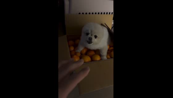 Orange-crazed pooch guards snack stash in Busan, South Korea