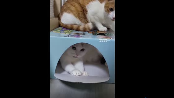 Whiskered surprise: playful cat in a cute box captivates Siheung City