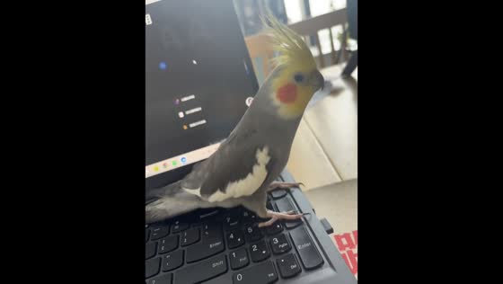 Cockatiel playfully taps laptop keyboard in Anhui, China