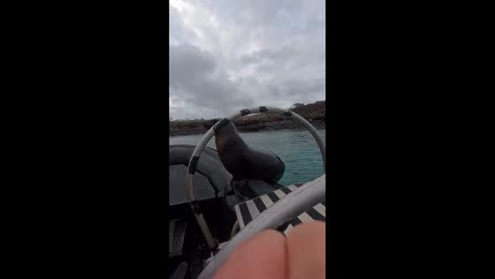 Playful sea lion snatches towel from passengers in the Galápagos Islands, Ecuador