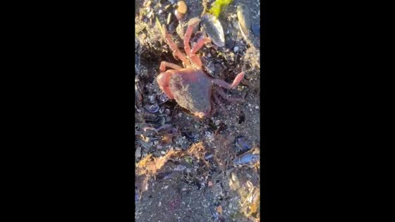 Invasive Chinese crabs threaten native Argentine species