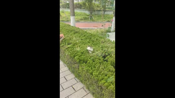 Cat responds to call and emerges from bushes in Shandong, China