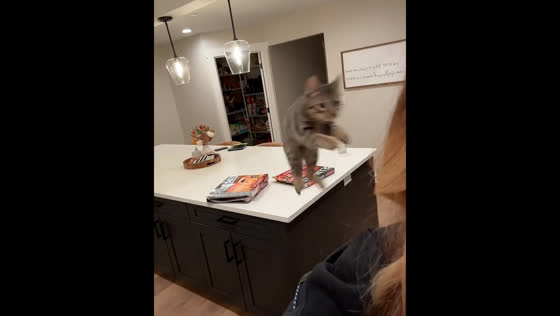 Cat impresses owner with impressive jump trick