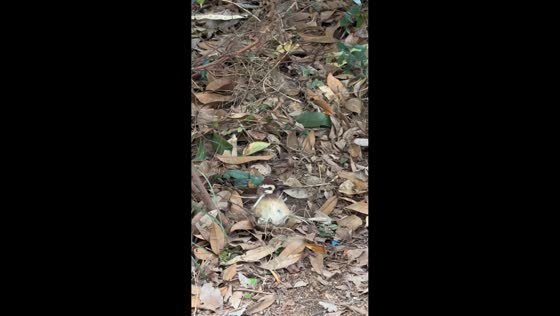 Tense encounter between cats and injured sparrow in Jiangxi, China
