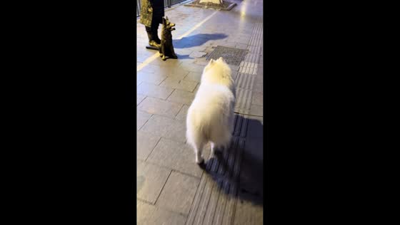 Dog startled by street performer posing as human statue in Shandong, China