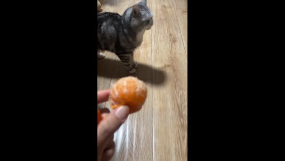 Cat reacts hilariously to mandarin scent in Heilongjiang, China