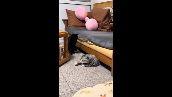 Cat struggles to squeeze out from under sofa in Beijing, China