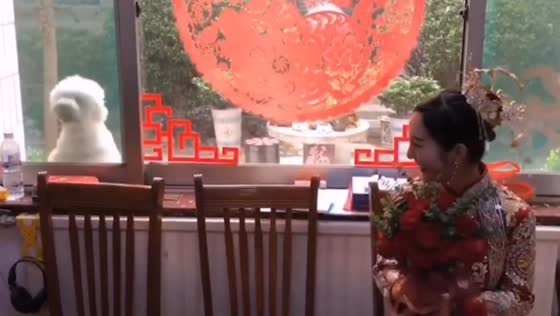 Dog jumps repeatedly outside window in Shandong, China