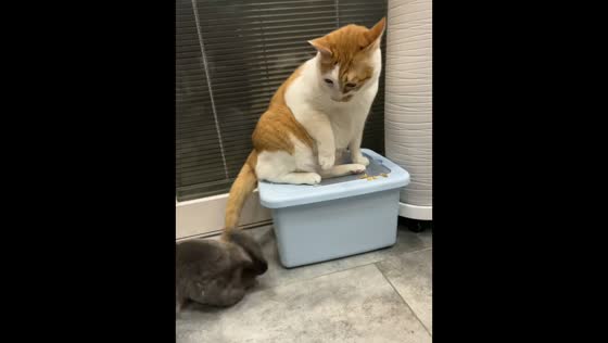 Cat taps chinchilla during playful interaction in Guizhou, China