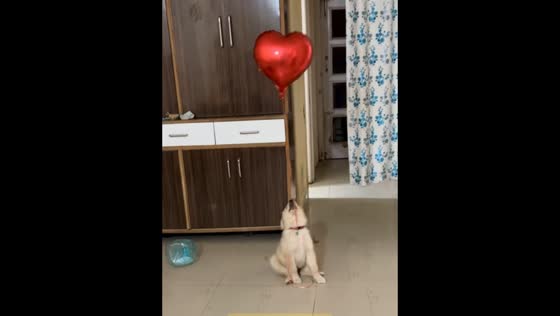 Puppy’s adorable balloon struggle caught on video in Mohali, Punjab, India