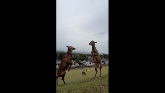 Deer scuffle interrupts dance video at Nara Deer Park in Nara, Japan