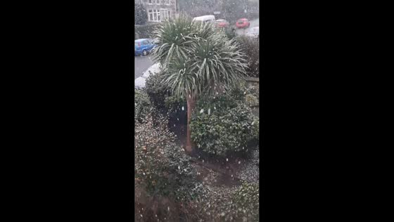 Steady snow covers, dusting unusual palm-like plants in West Cornwall, UK